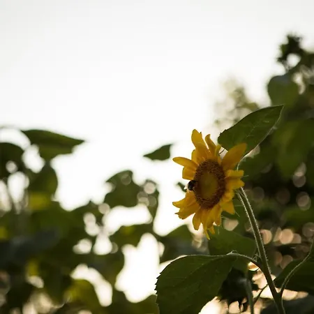 Casa Campagnari Bed & Breakfast