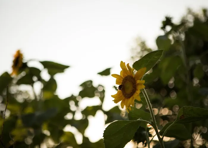 Casa Campagnari ベッド・アンド・ブレックファスト